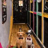 Instalaciones de hotel para mascotas