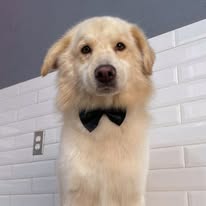 Perro blanco después de grooming