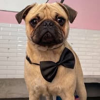 Pug con moño